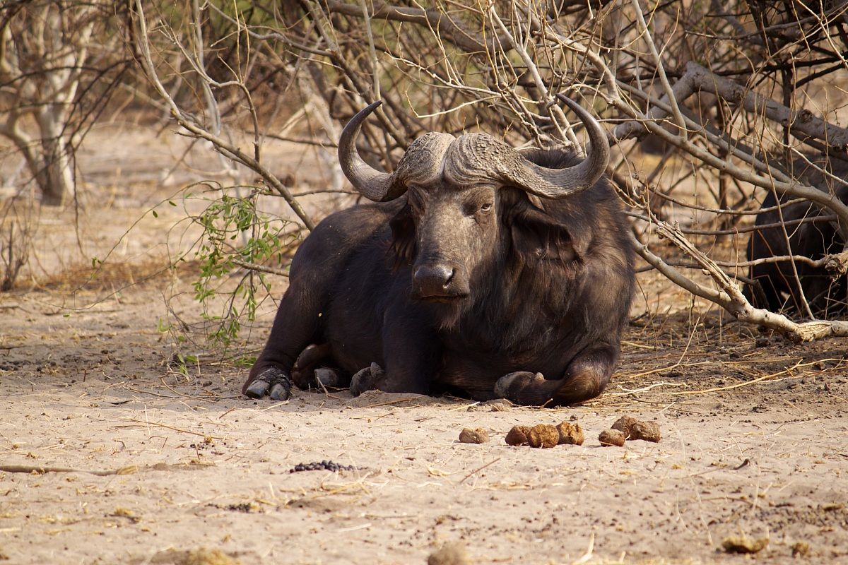 The rest of the buffalo