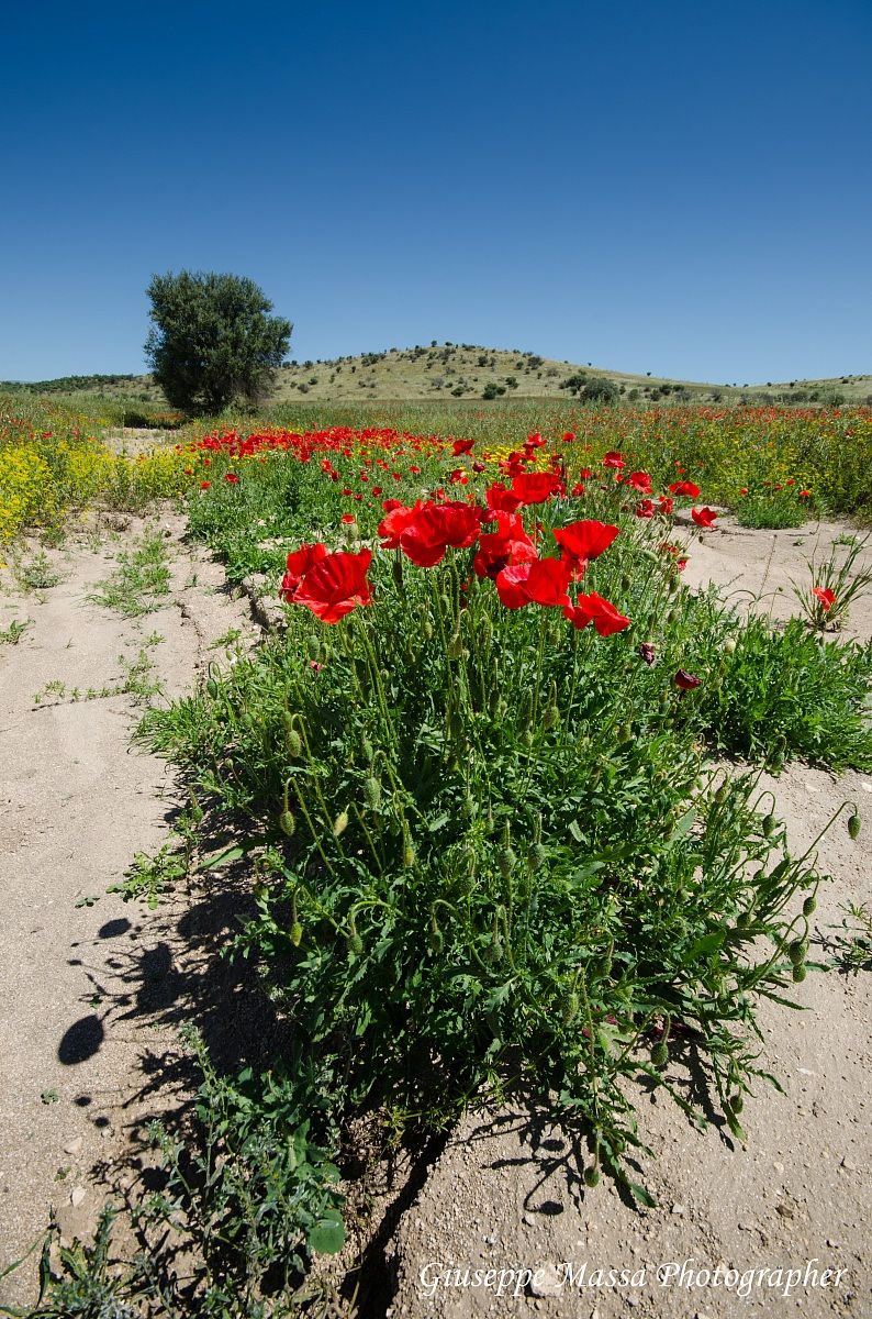 Una giornata di primavera garganica