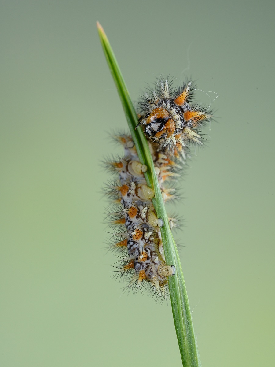 caterpillar melitaea