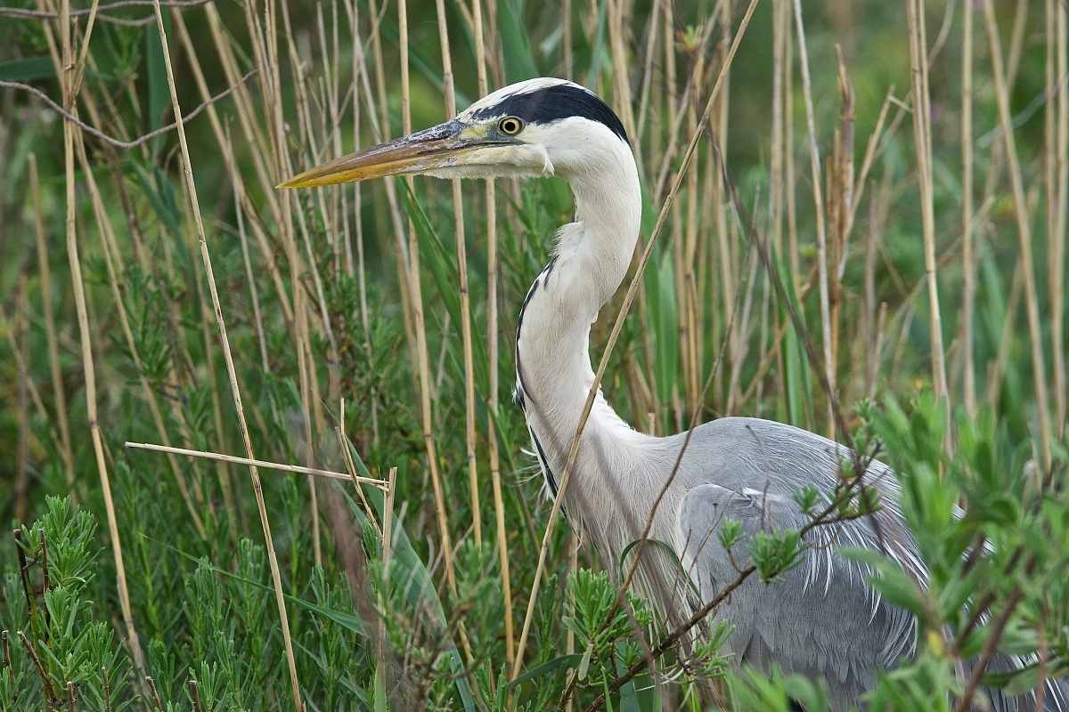 Grey Heron