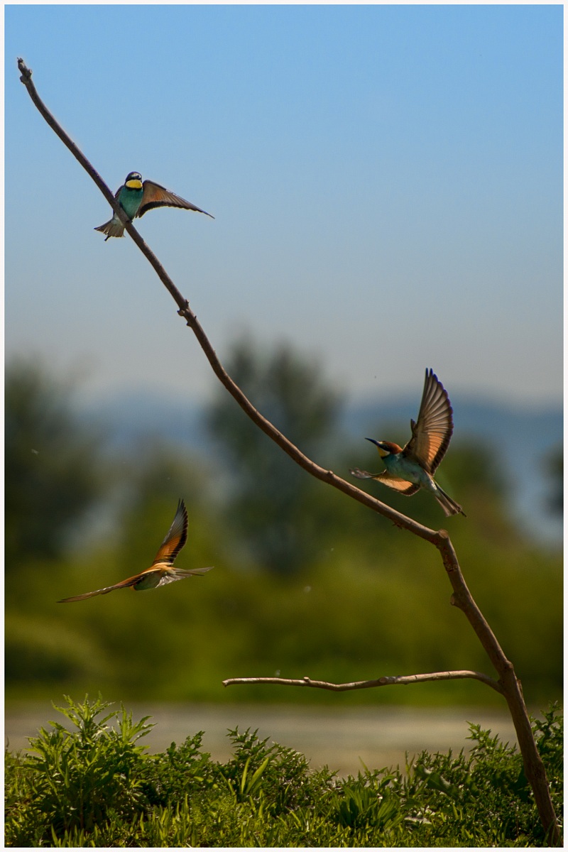 Merops apiaster (gruccioni)