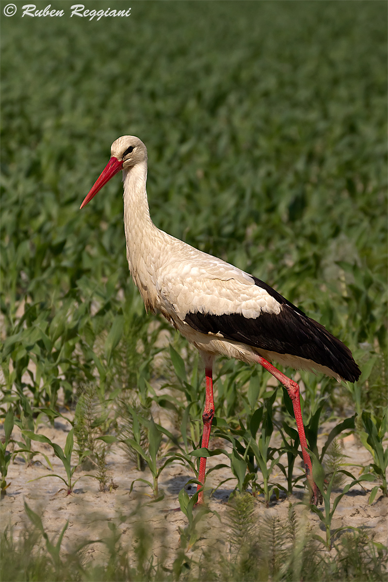 Quattro passi sotto al sole