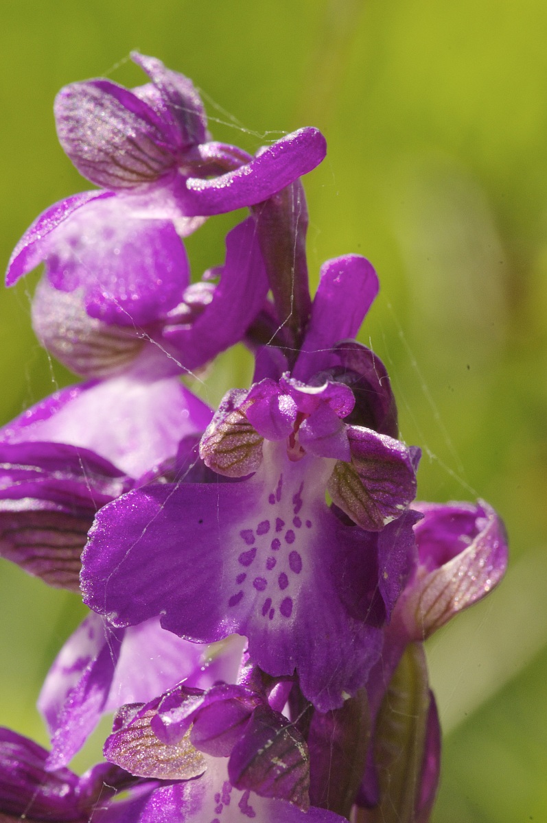 orchis blackberry