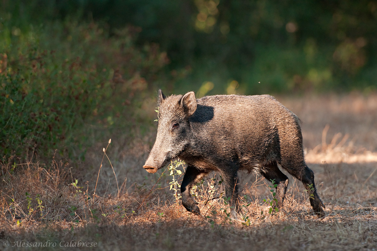Boar