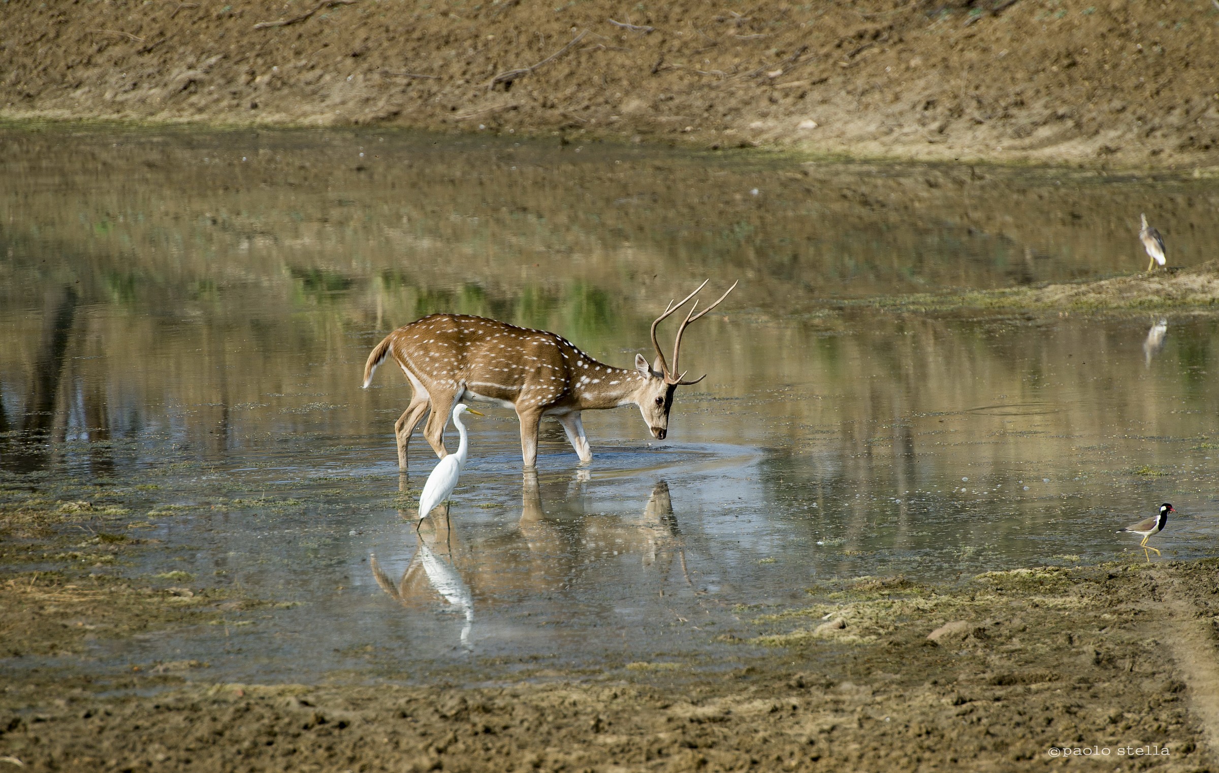 spotted deer at the pond