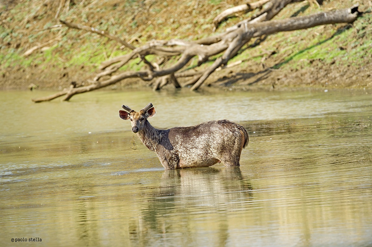 Sambar deer pond