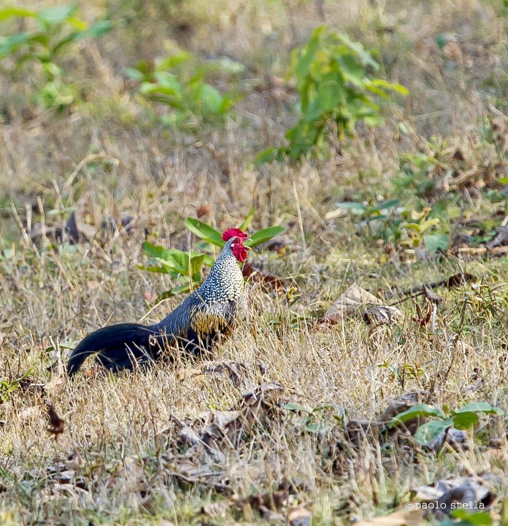 gray jungle fowl - 2