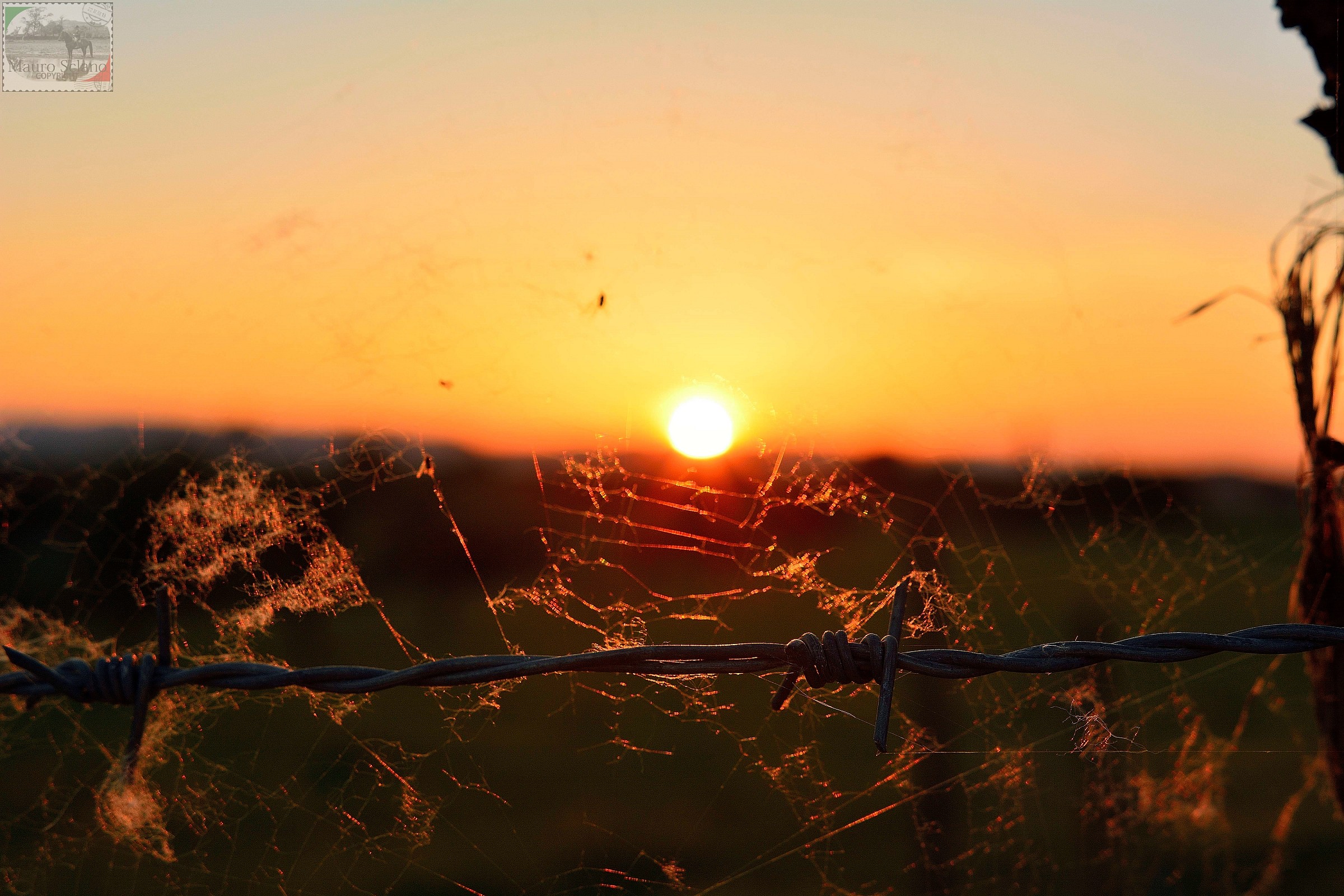 il sole nella ragnatela