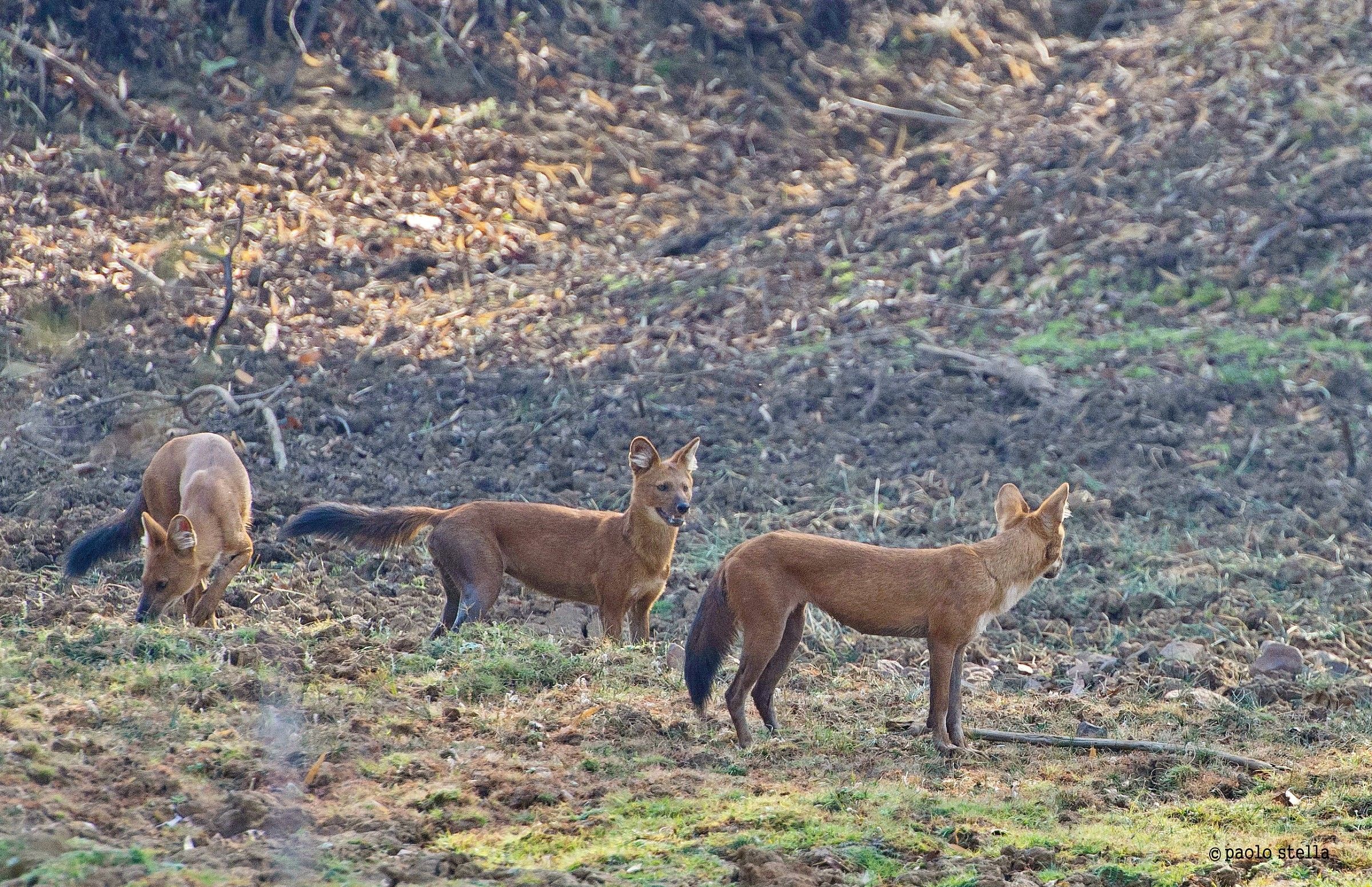 the dholes can sniff the prey