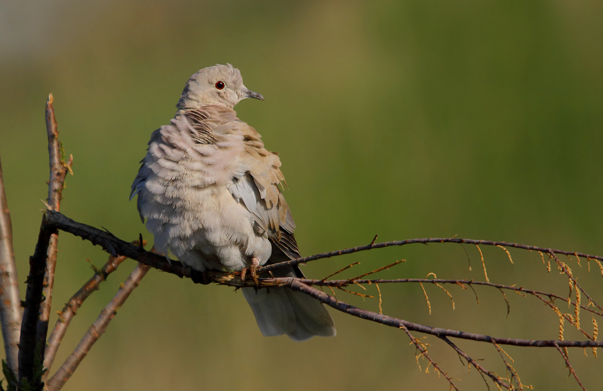 collared dove