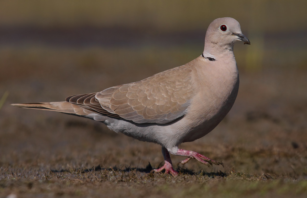 collared dove