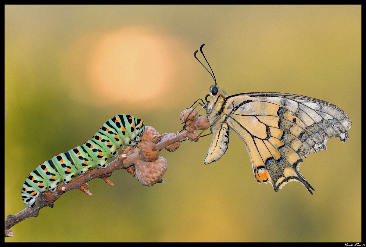 Scambio generazionale