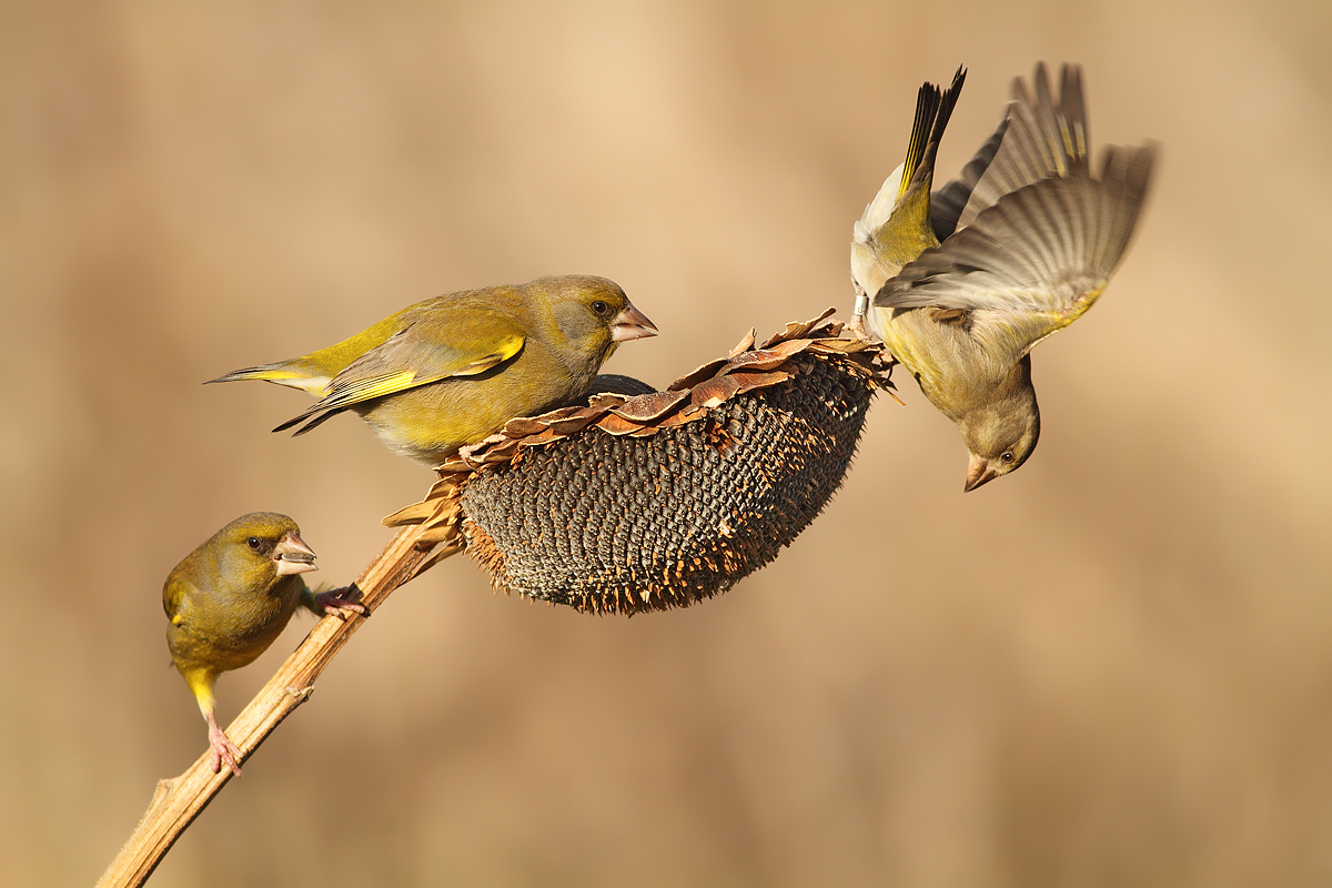 The somersault .....