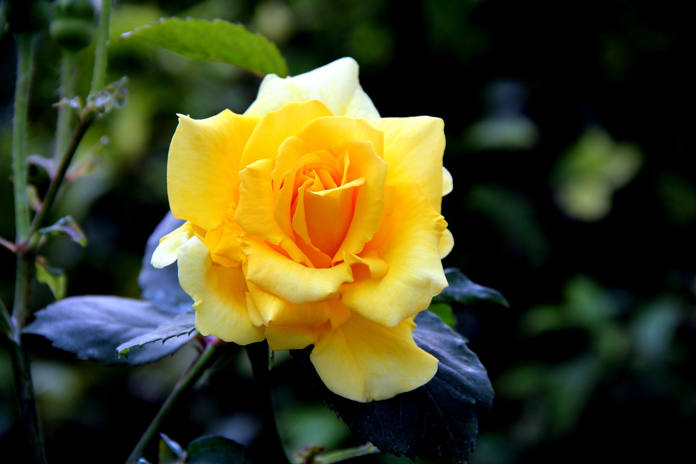 The yellow in my garden