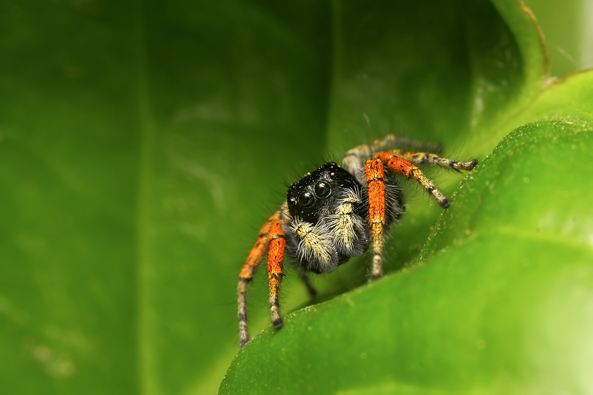 Favoloso - Philaeus Chrysops