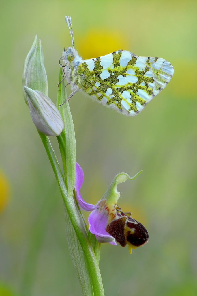 Ophrys apifera con ospite......