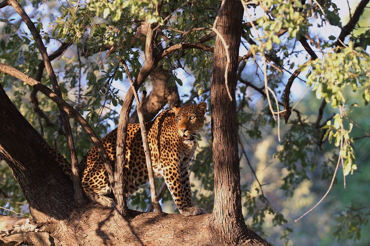 Leopardo al tramonto