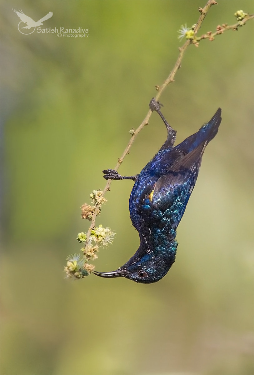 Acrobatic Purple Sunbird.