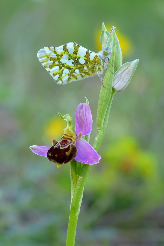 Ophrys apifera