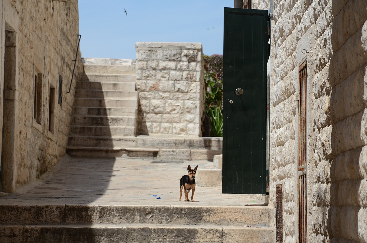 Temistocle - Molfetta