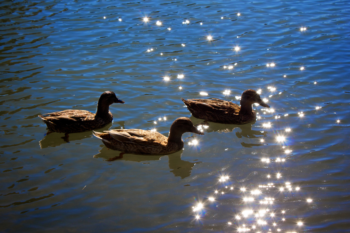 All for one ... one for all!