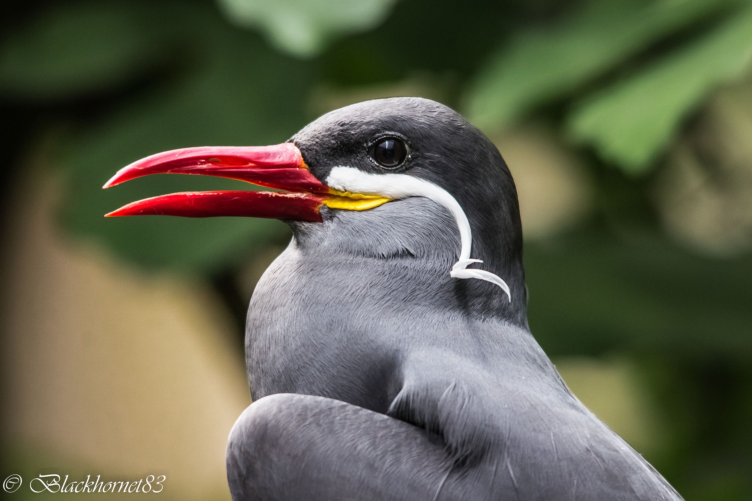 Ritratto... coi baffi (bianchi)