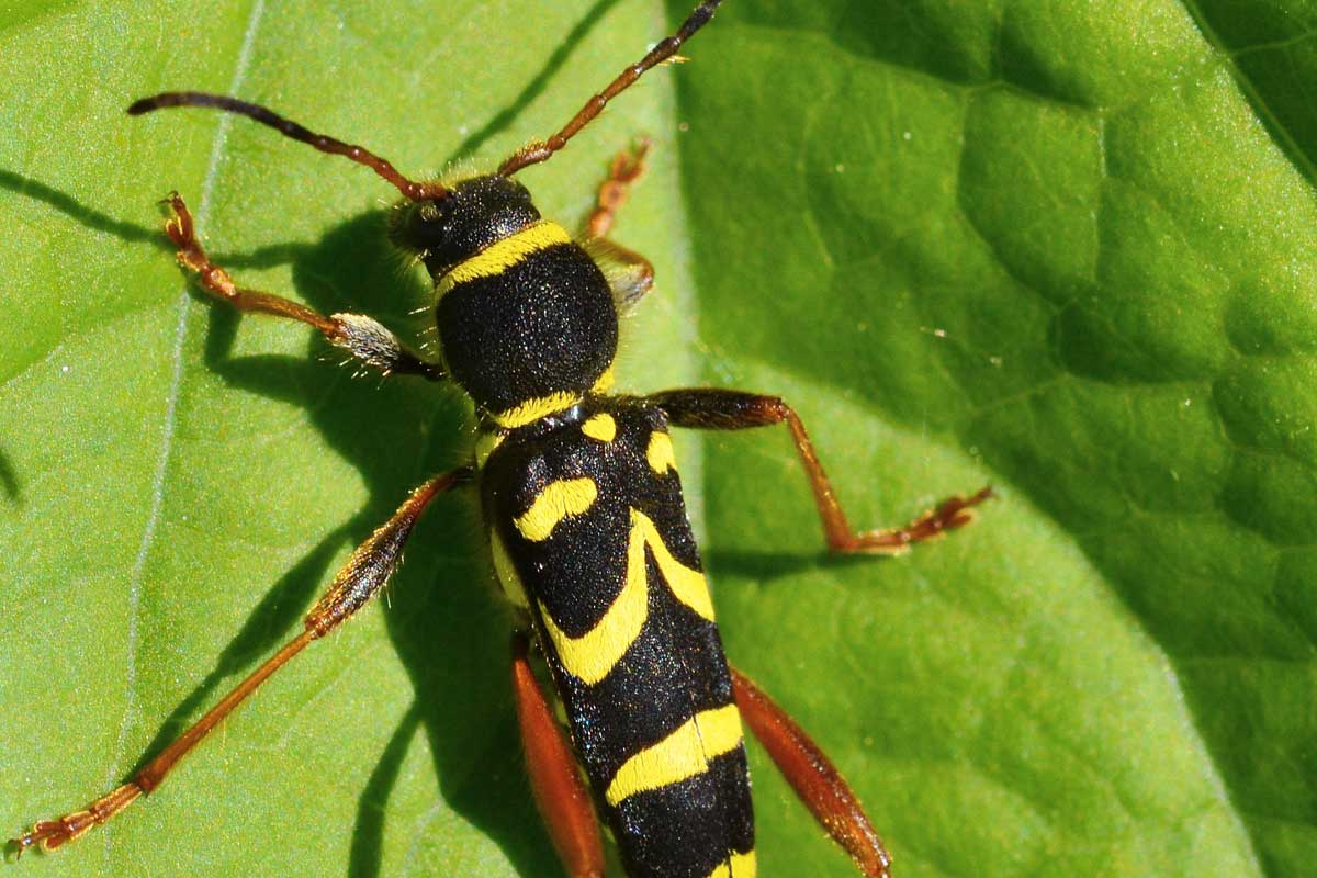 Clytus arietis
