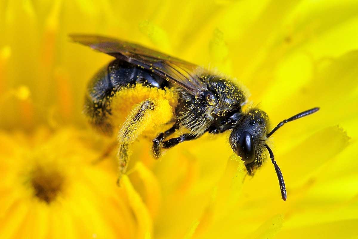Lasioglossum