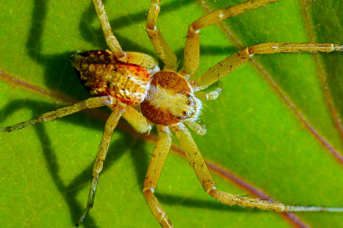 Philodromus dispar