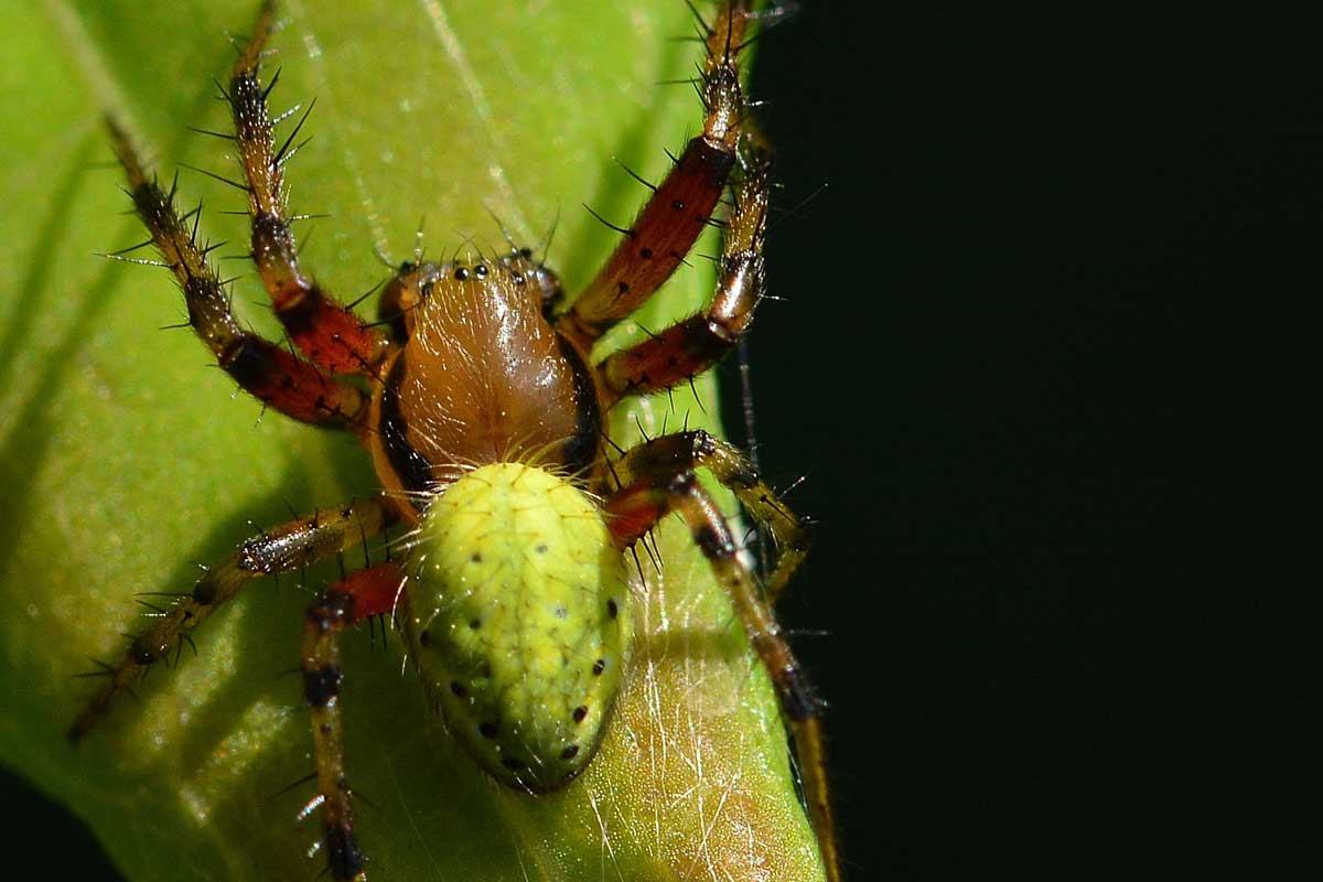 Araniella cucurbitina