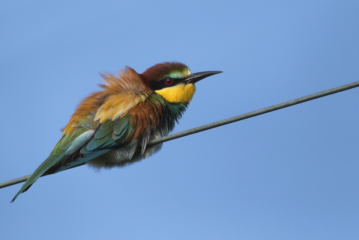 gruccione su posatore non ideale