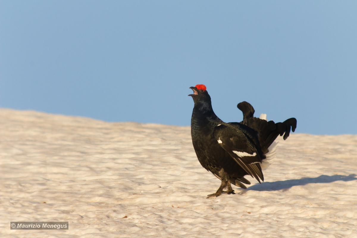 Il canto alla luce del sole