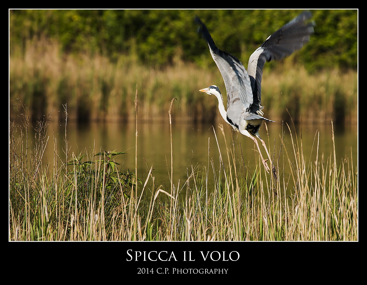 Cenerino che se ne va!