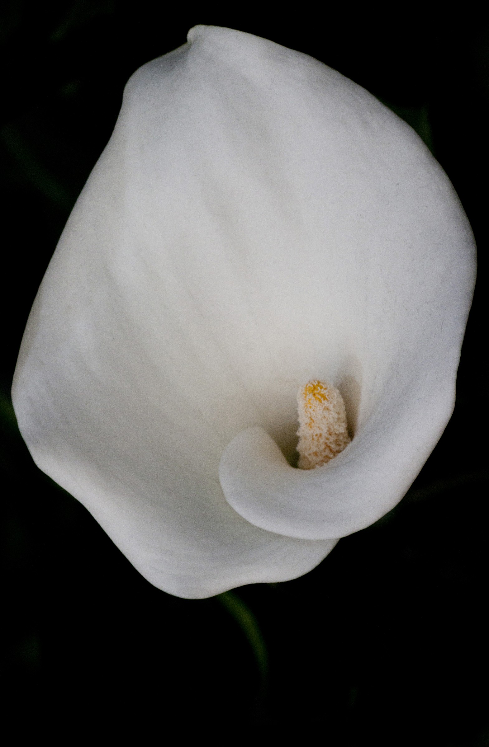 Calla