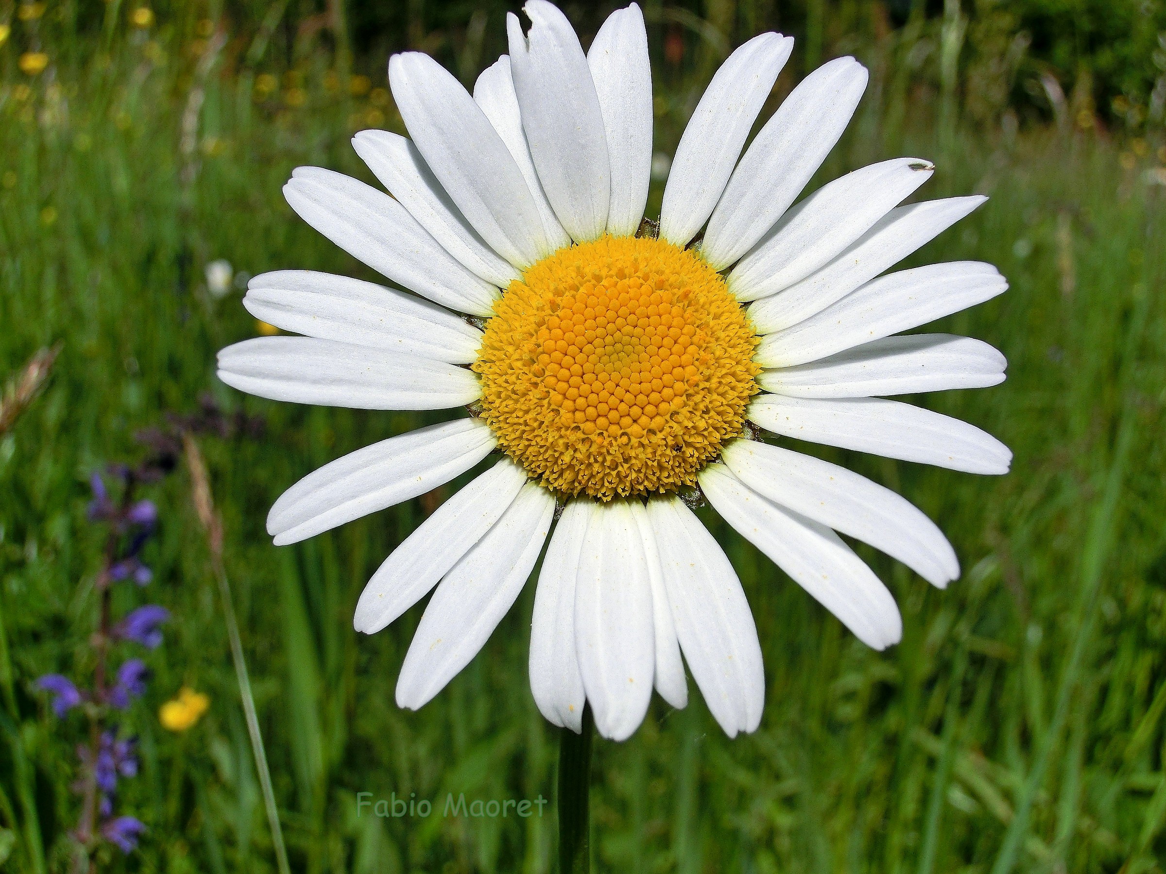 Margaret Field .....