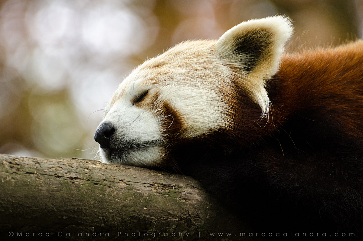Sleeping Red Panda