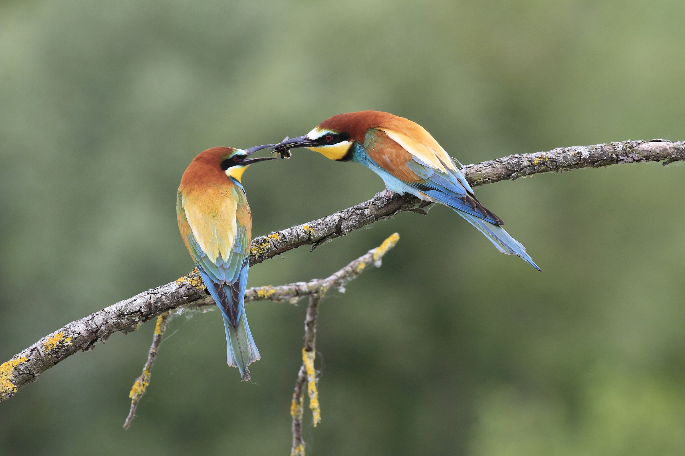 Bee-eaters 2014: Homage to the bride
