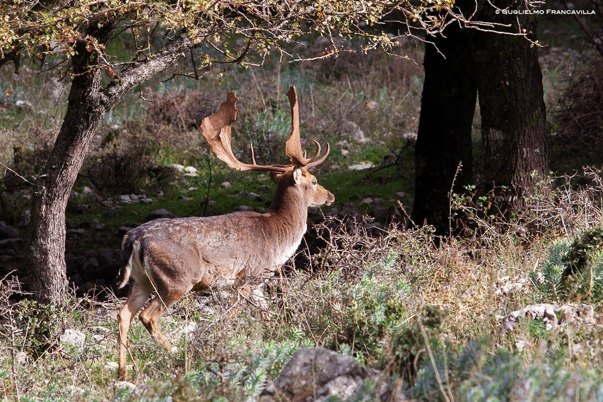 Daino a Piano Battaglia