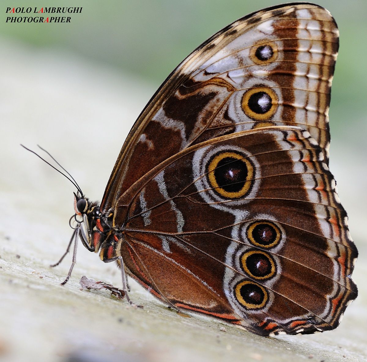 Morpho peleides