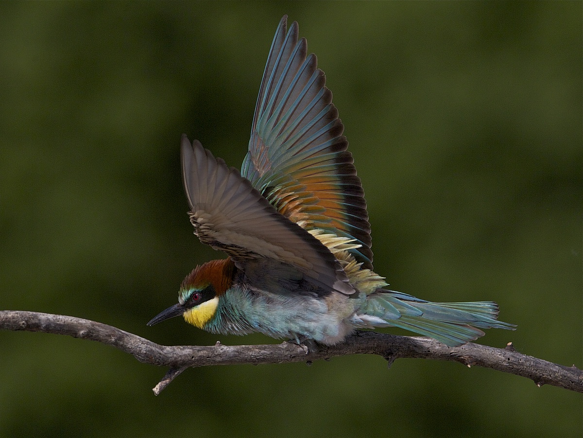 gruccione molto ma' molto arrabbiato