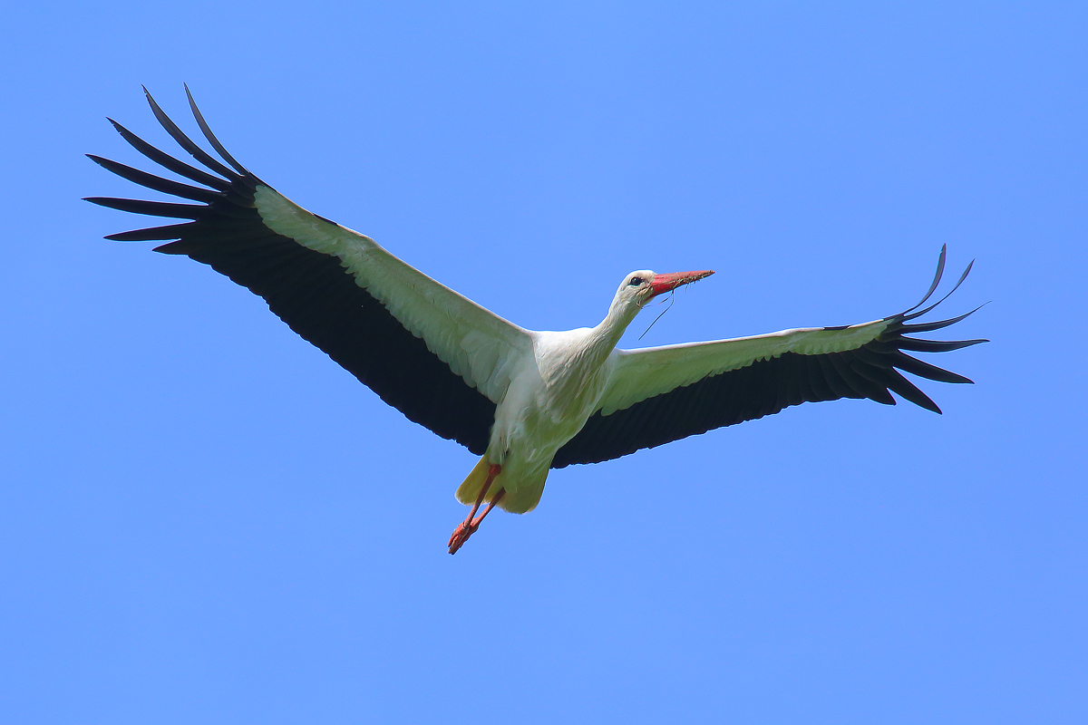 white stork