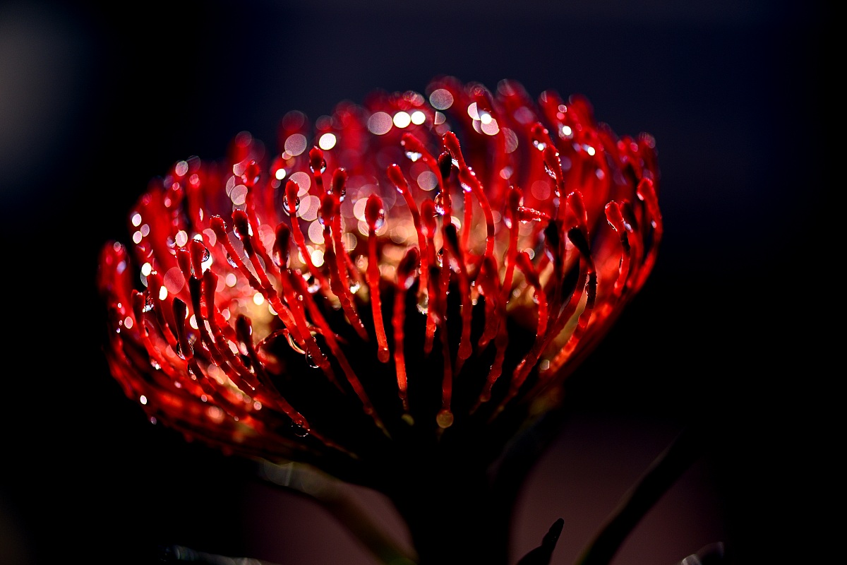 Rosso con paillettes!