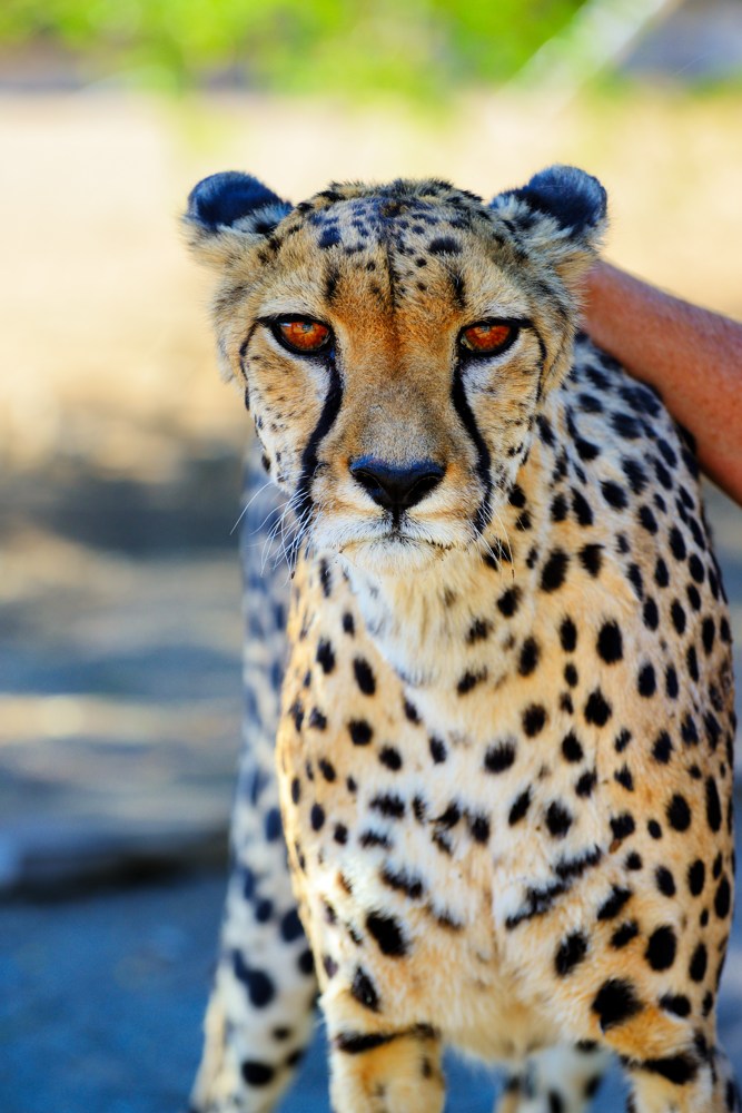 Kalahari - Ghepardo in cattivita'