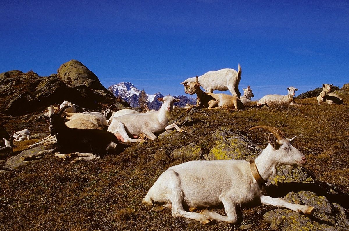goats shelter cristina