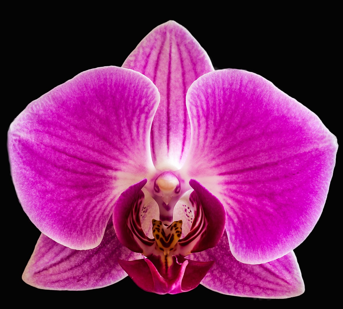orchid