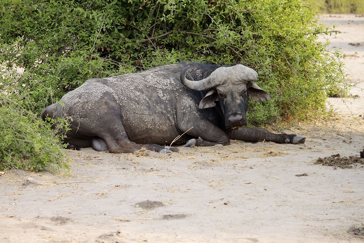 Il vecchio guerriero