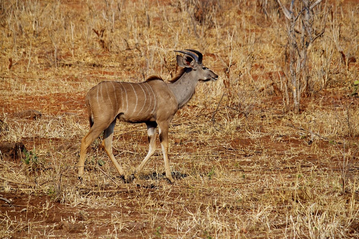 Giovane Kudu