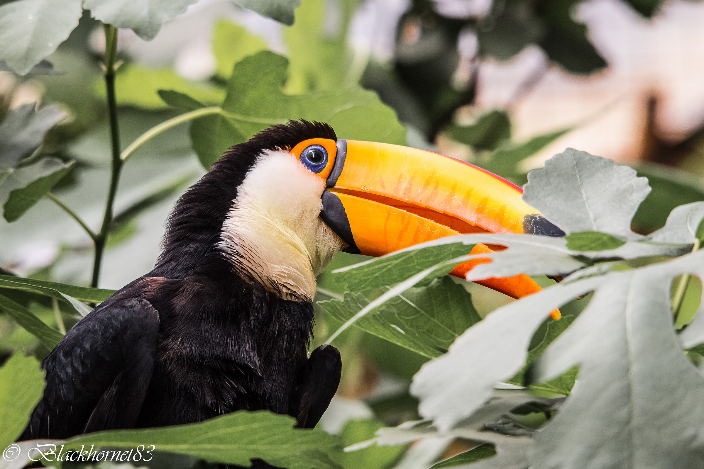Tucano vero o peluche?