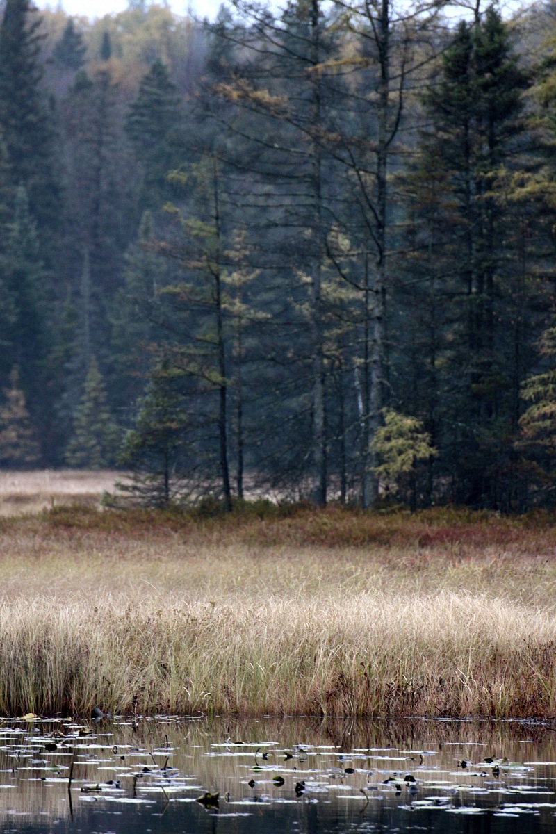 Algonquin Provincial Park, Canada