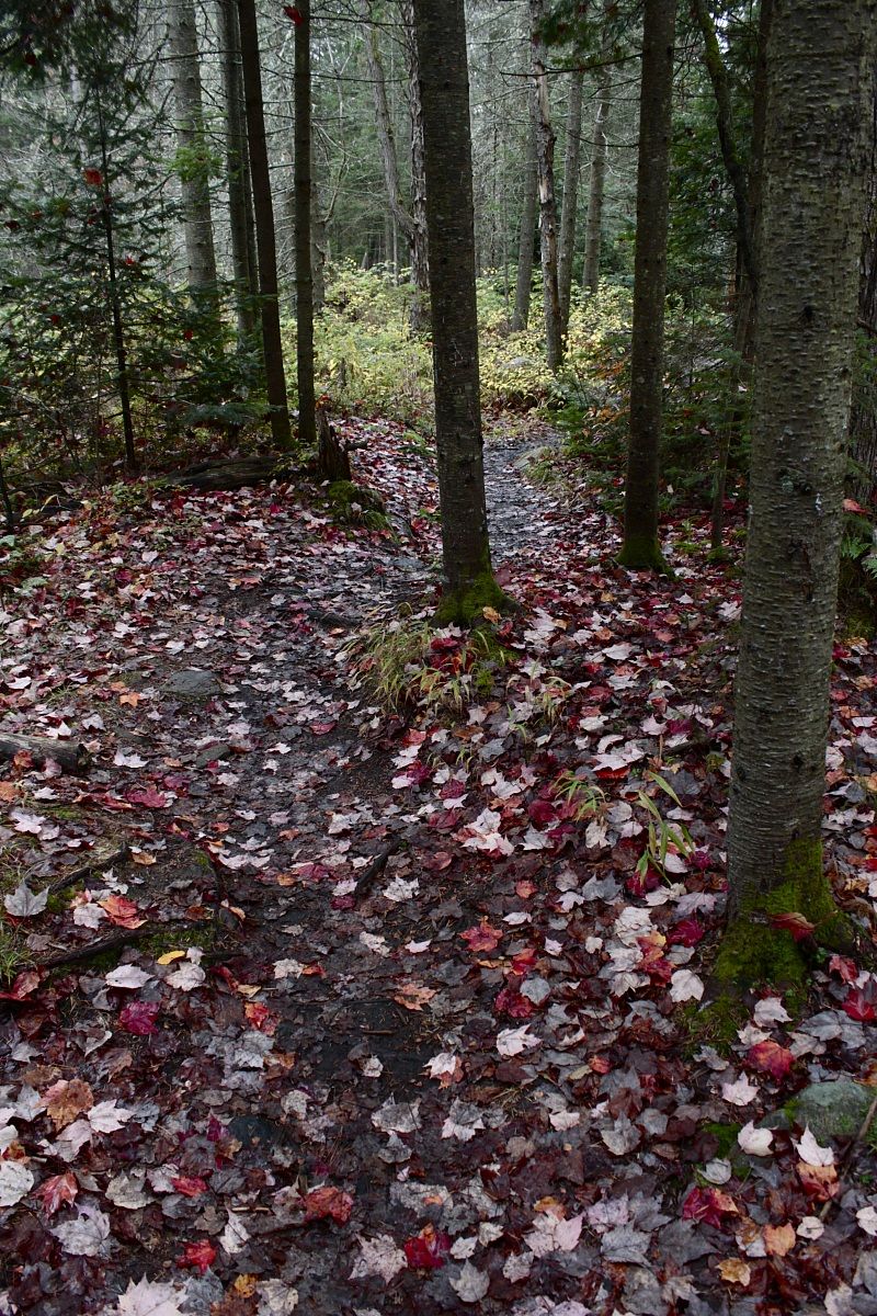 Algonquin Provincial Park, Canada